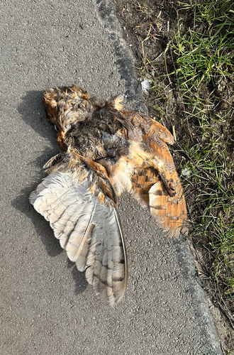 View observation of {o.common_name} on iNaturalist