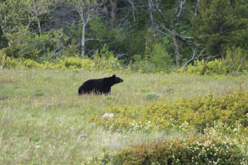 Black Bear