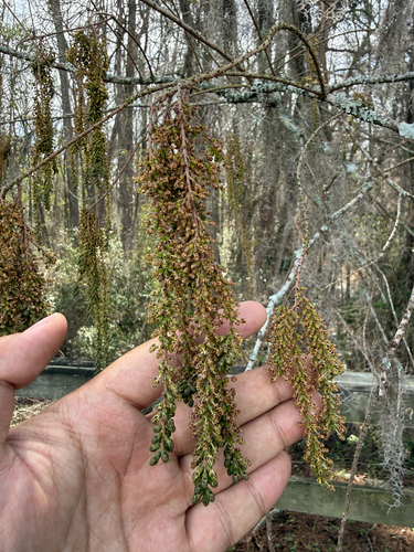 pondcypress (Taxodium ascendens)