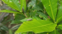 Ichthyobelus bellicosus