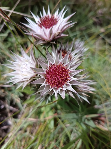 Silver Dollprotea