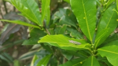 Ichthyobelus bellicosus