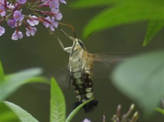 Cephonodes australis