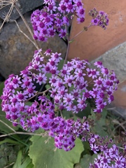 Pericallis papyracea image