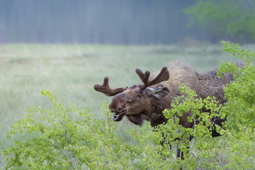 Shiras Moose photographed in Montana