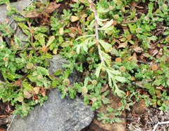 Centipeda cunninghamii