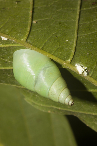 Leiostracus perlucidus