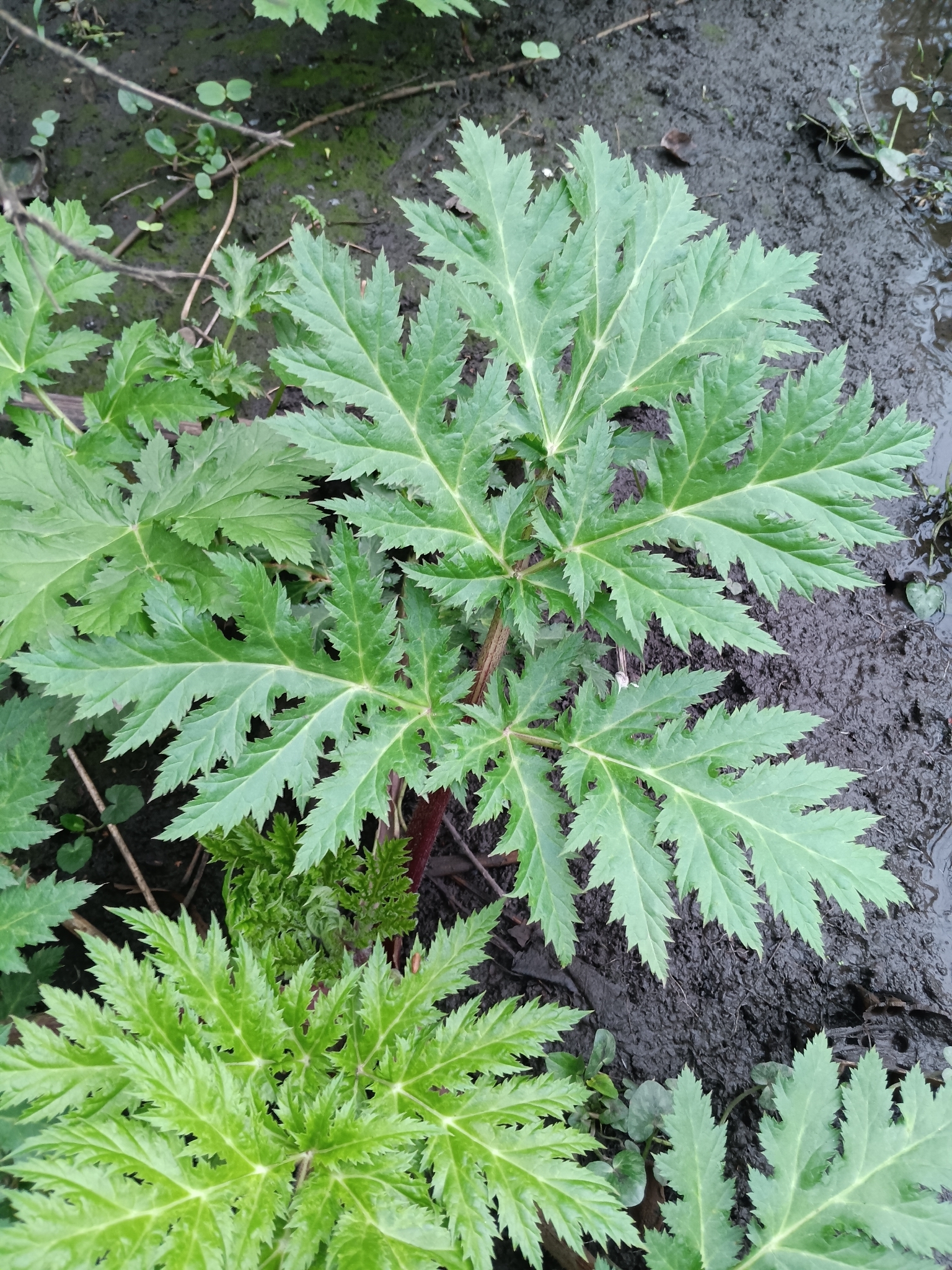 Imagem de Heracleum mantegazzianum
