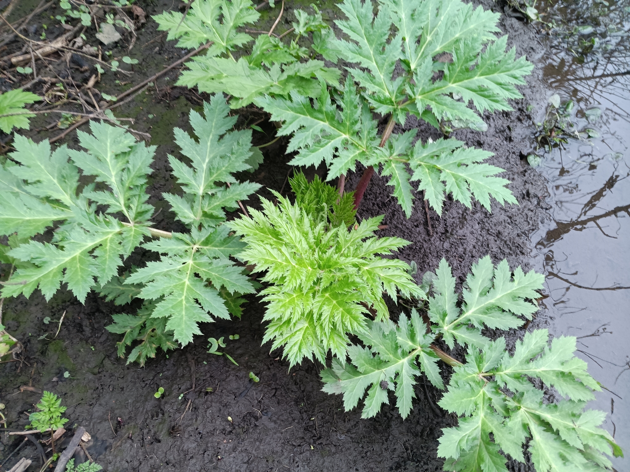 Imagem de Heracleum mantegazzianum