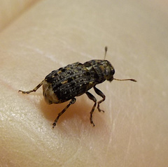 Dissoleucas niveirostris