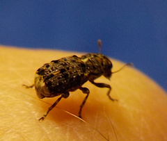 Dissoleucas niveirostris