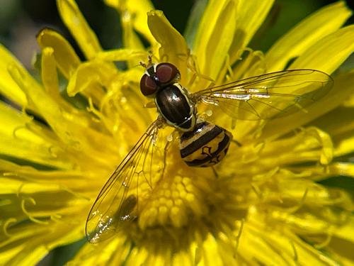 Unknown species found near Fall Cedar Dr, Fort Worth, TX, US
