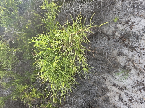 Scutia spicata, photograph 5