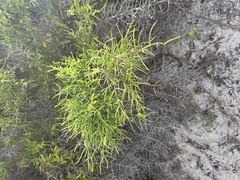 (c) Rosie Yacoub, some rights reserved (CC BY) Scutia spicata, photograph (c) Rosie Yacoub, some rights reserved (CC BY)