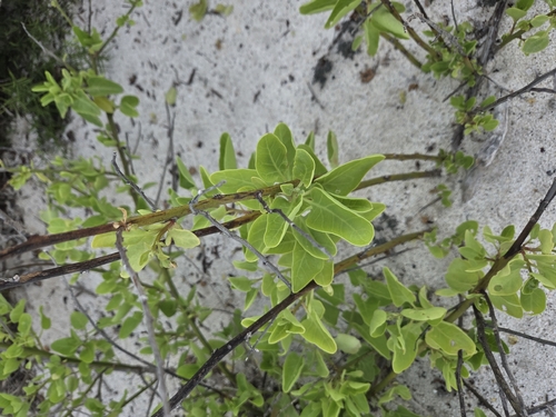 salt bush (Cryptocarpus pyriformis)