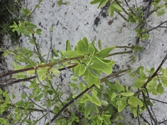 Cryptocarpus pyriformis