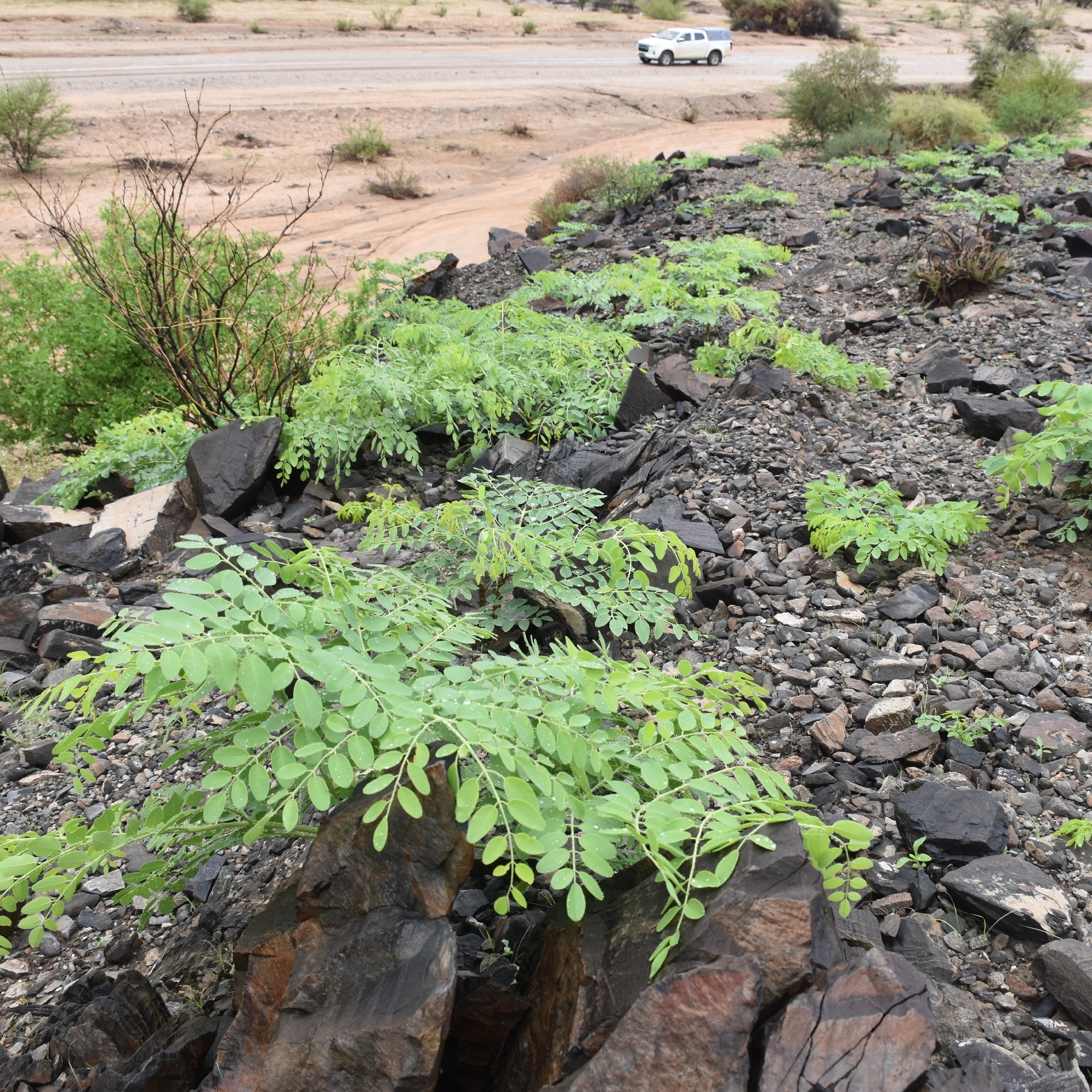 African Moringa (Moringa ovalifolia)