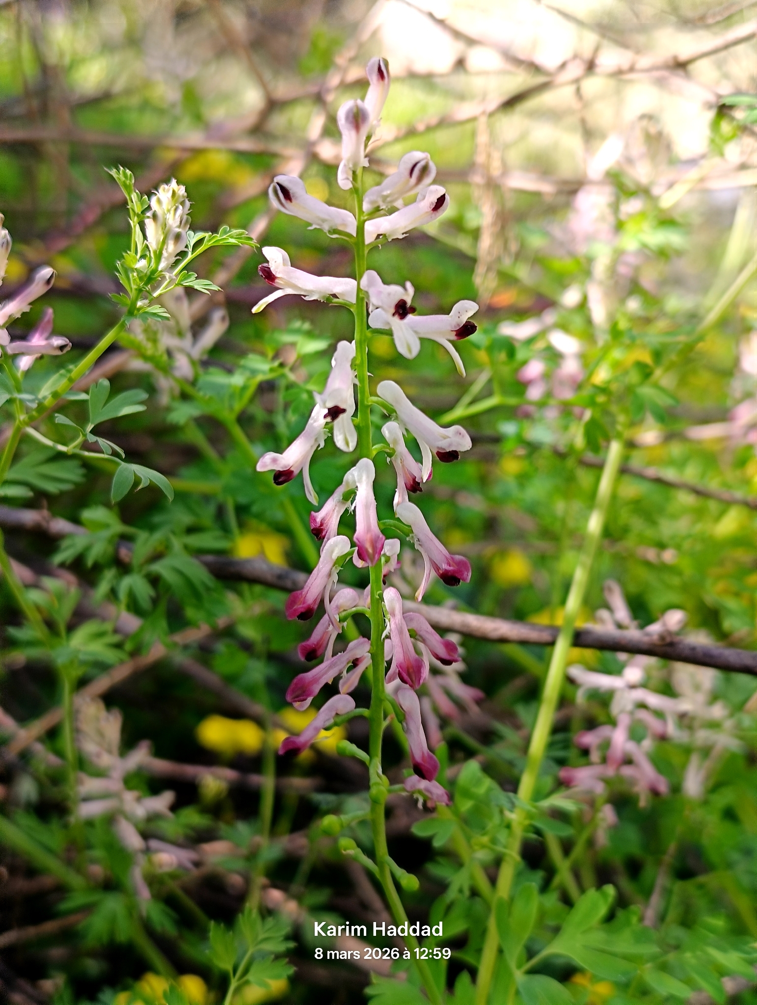 Fumaria atlantica
