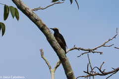 Melanerpes cruentatus