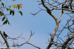 Melanerpes cruentatus