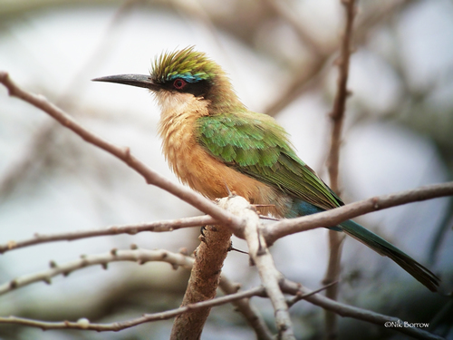 Somali Bee-eater
