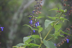 Salvia stachydifolia