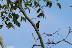 Melanerpes cruentatus
