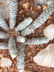 Anacampseros albissima