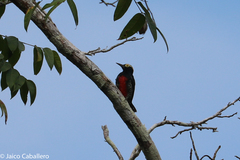 Melanerpes cruentatus