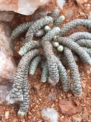 Anacampseros albissima