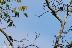 Melanerpes cruentatus