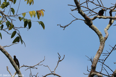 Melanerpes cruentatus