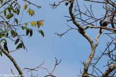 Melanerpes cruentatus