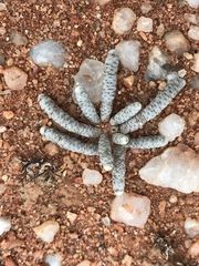 Anacampseros albissima