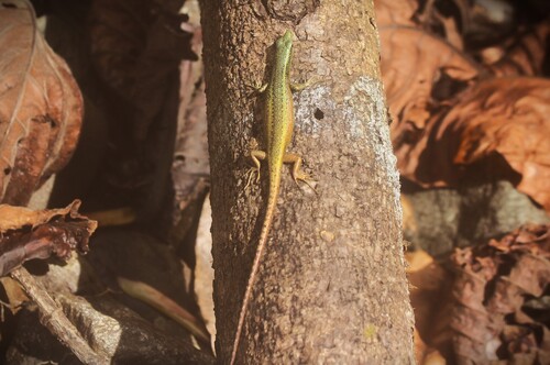 Meyer's Emo Skink — seen at this dive site