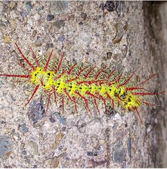 Automeris zugana