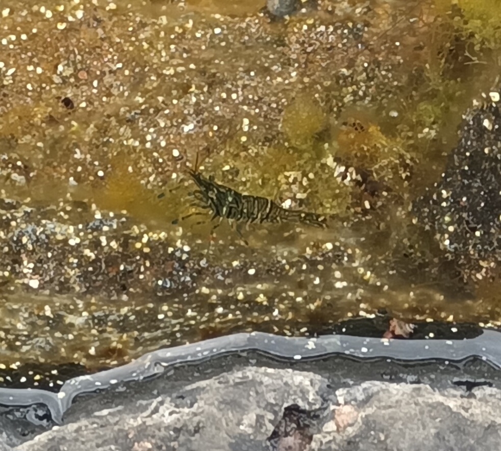 Quisquilla