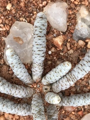 Anacampseros albissima