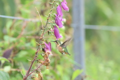Microstilbon burmeisteri