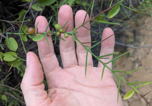 Scutia spicata, photograph 4