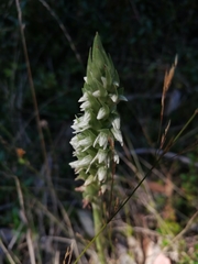 Brachystele unilateralis