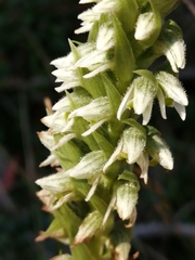 Brachystele unilateralis