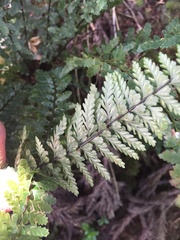 Asplenium macraei