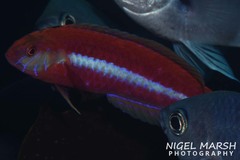 Suezichthys aylingi