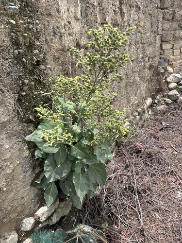 Aztec Tobacco (Nicotiana rustica)