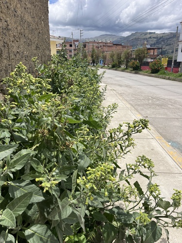 Nicotiana rustica, photograph 2