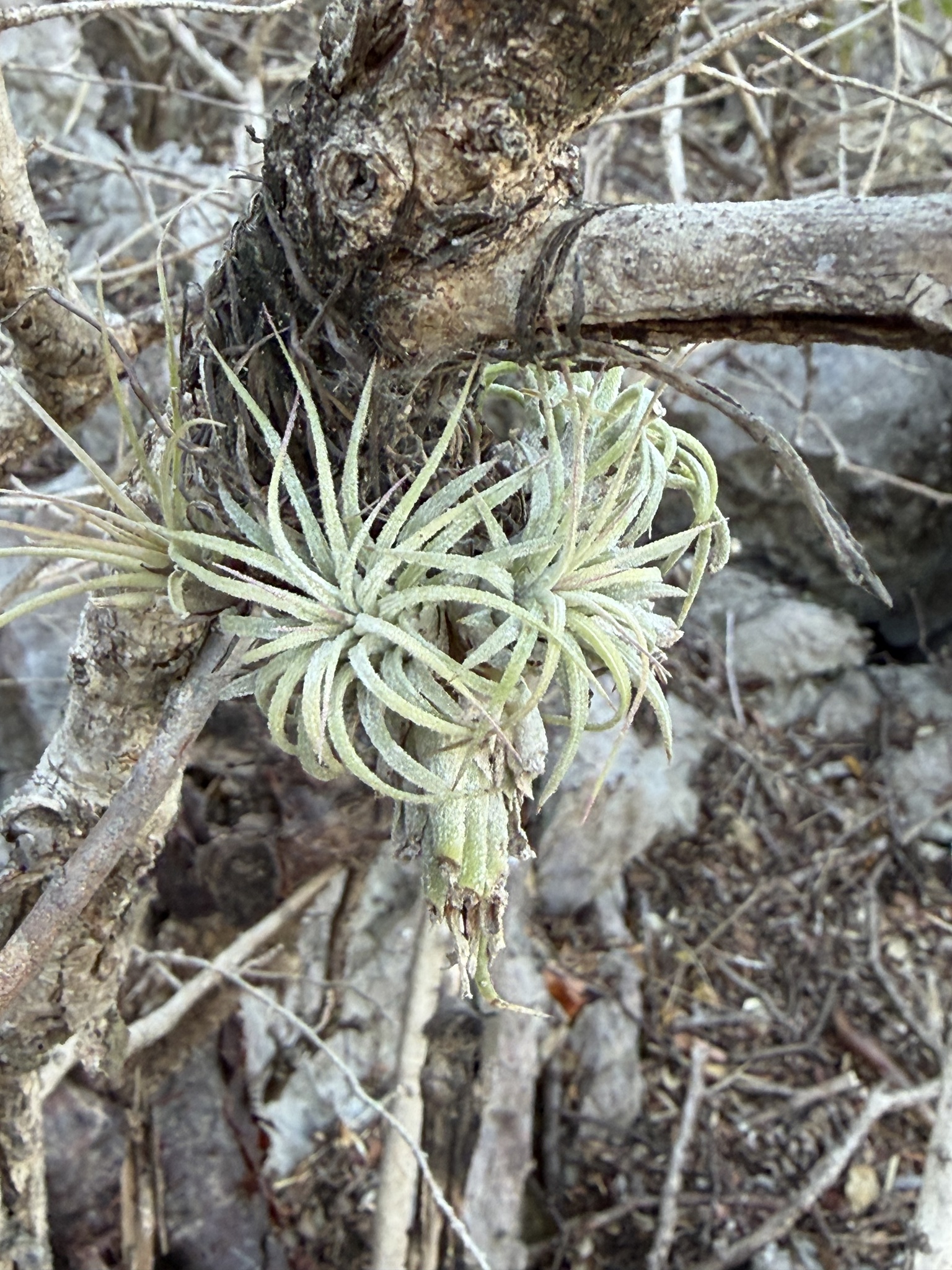 Blushing Bride (Tillandsia ionantha)