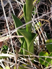 Brachystele unilateralis