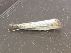 Agriphila plumbifimbriellus
