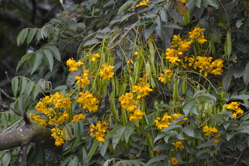 Senna viarum, photograph 2